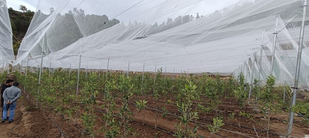 Orchards (15)