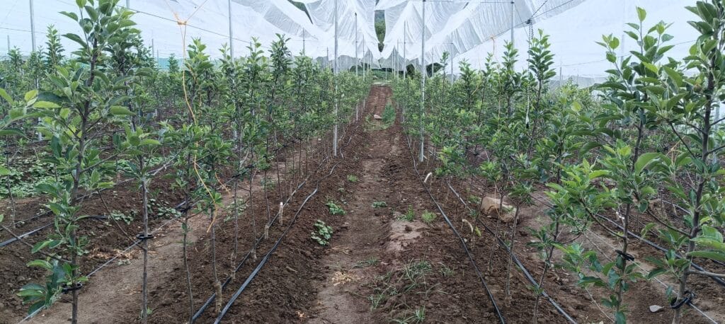 Orchards (16)
