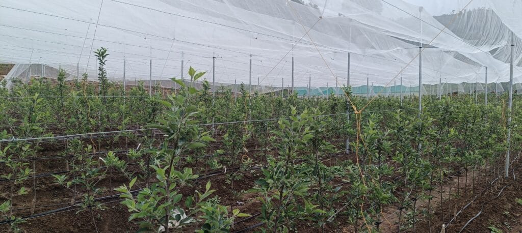 Orchards (18)