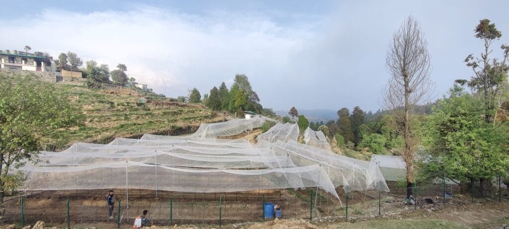 Own orchards (1)